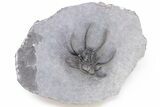 Spiny Ceratarges Trilobite - Zireg, Morocco #199009-2